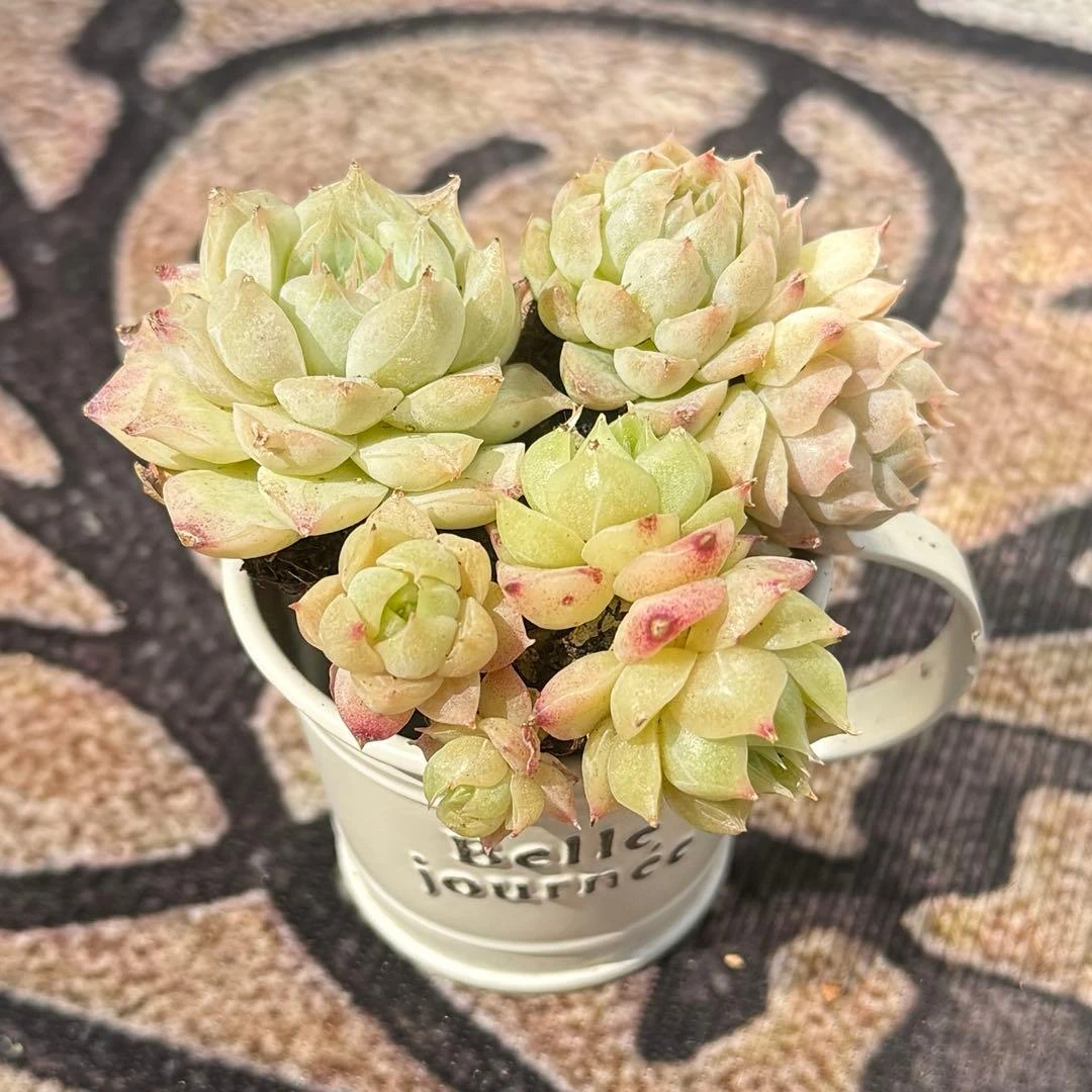 ꕤ Cây mọng nước ꕤ Cây con Hàn Quốc ꕤ 3 cây con Sugar ꕤ