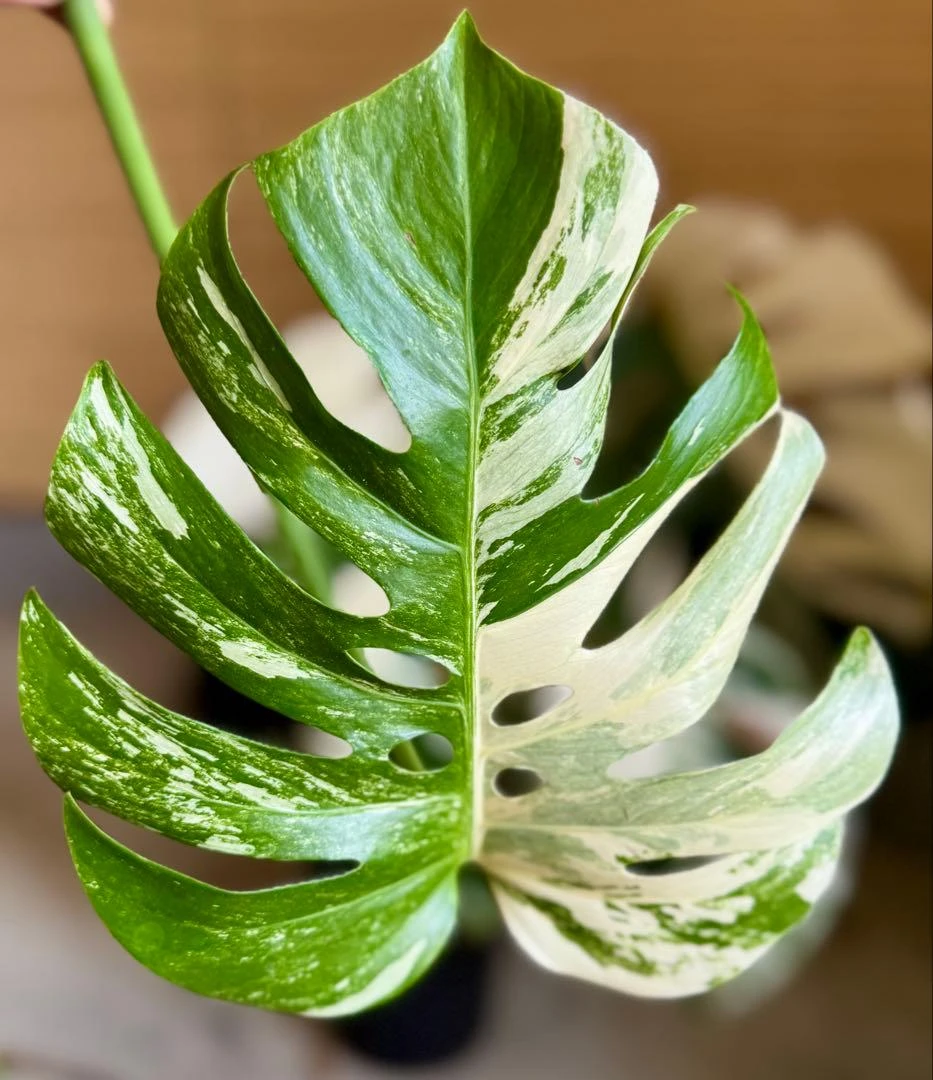 Cành giâm Monstera Borsigiana White Tiger